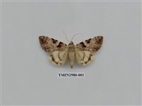 藏品(夜蛾382)的圖片